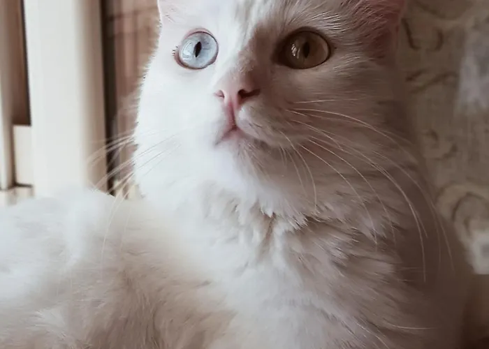 The White Cat
