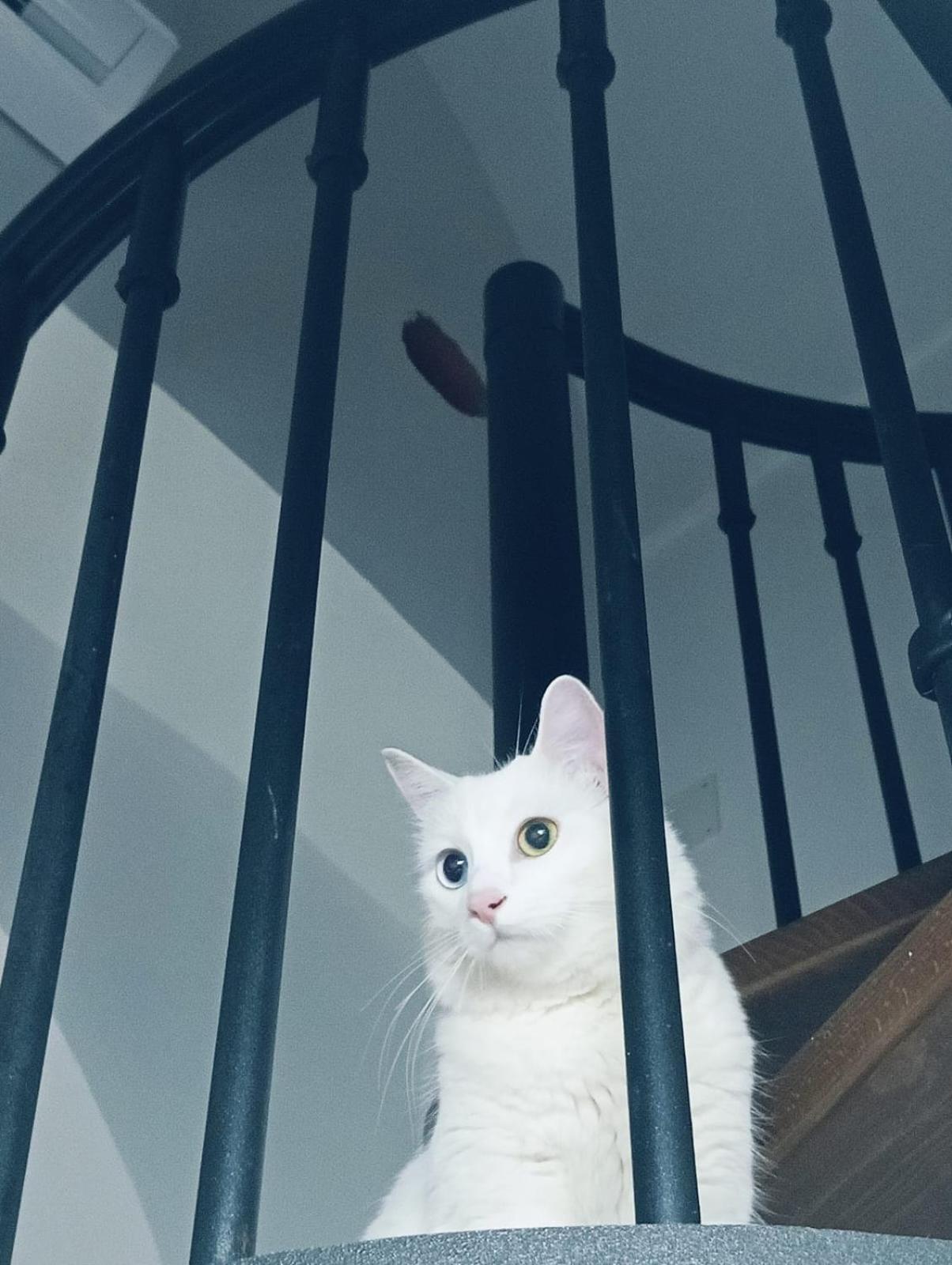 Holiday home The White Cat Naples