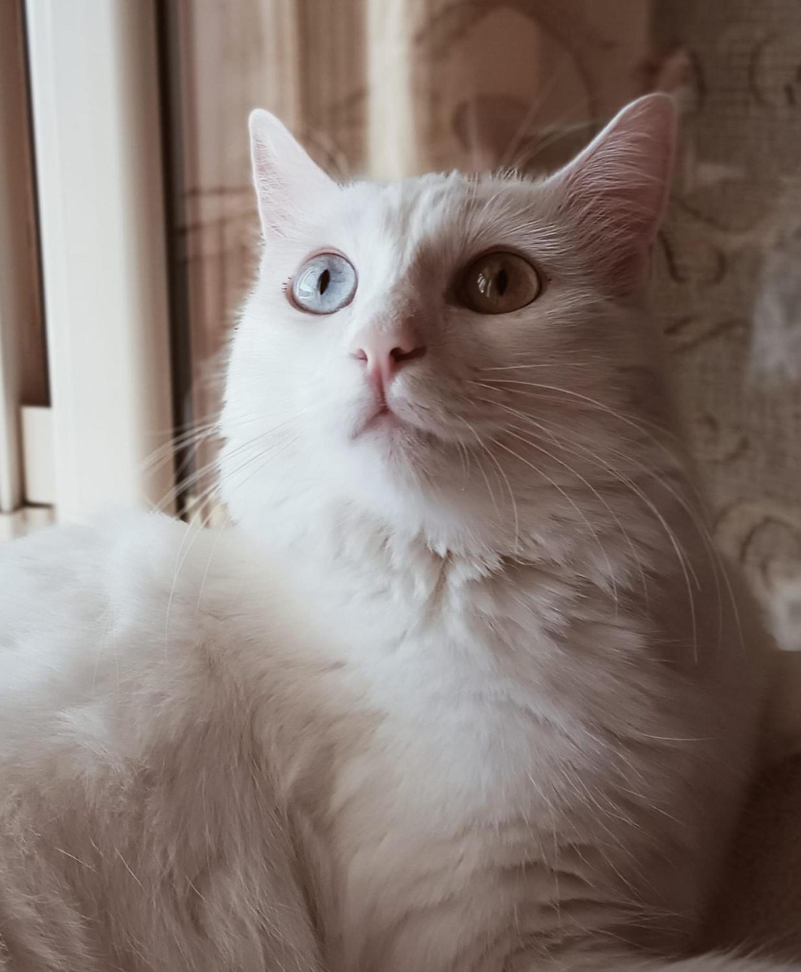 Holiday home The White Cat