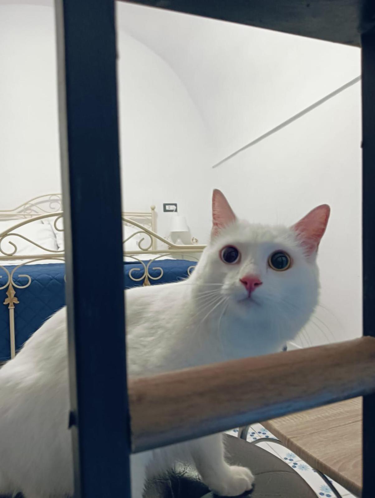 The White Cat Naples